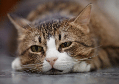 Can Cats Get Seasonal Depression? Signs & Winter Tips