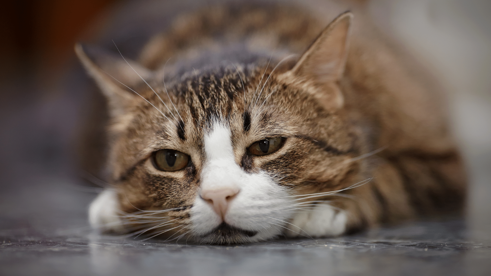 Can cats get depressed