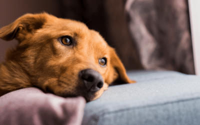 Can Dogs Get Seasonal Depression?