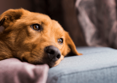 Can Dogs Get Seasonal Depression?